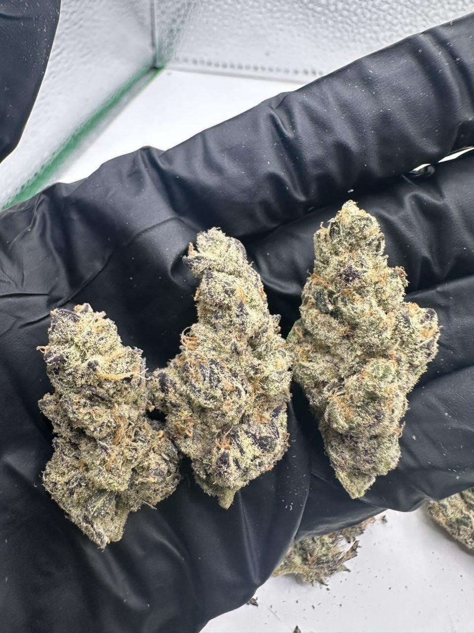 GMO x OZ Kush THCa Flower