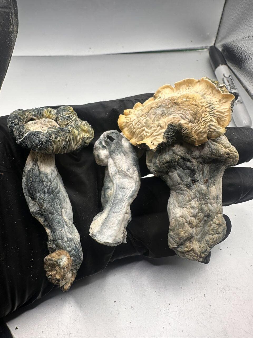 Hillbilly Shrooms