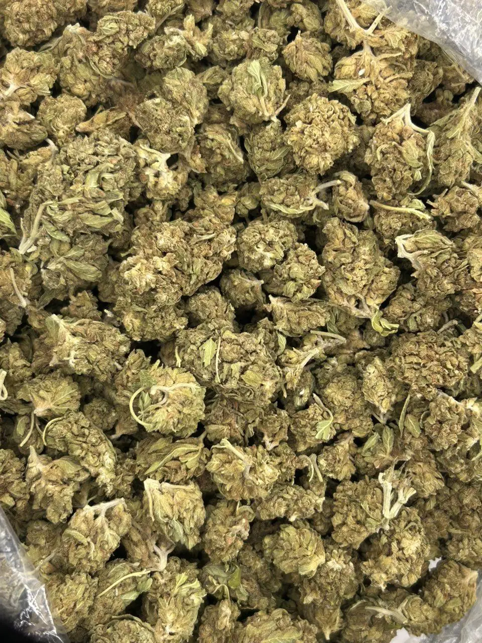 Amnesia THCa Flower