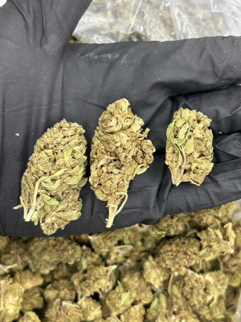 Amnesia THCa Flower - Image 2