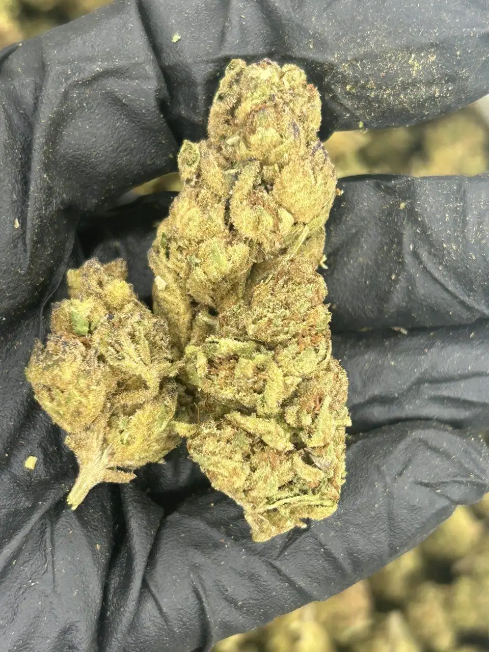 Gelato Runtz THCa Flower