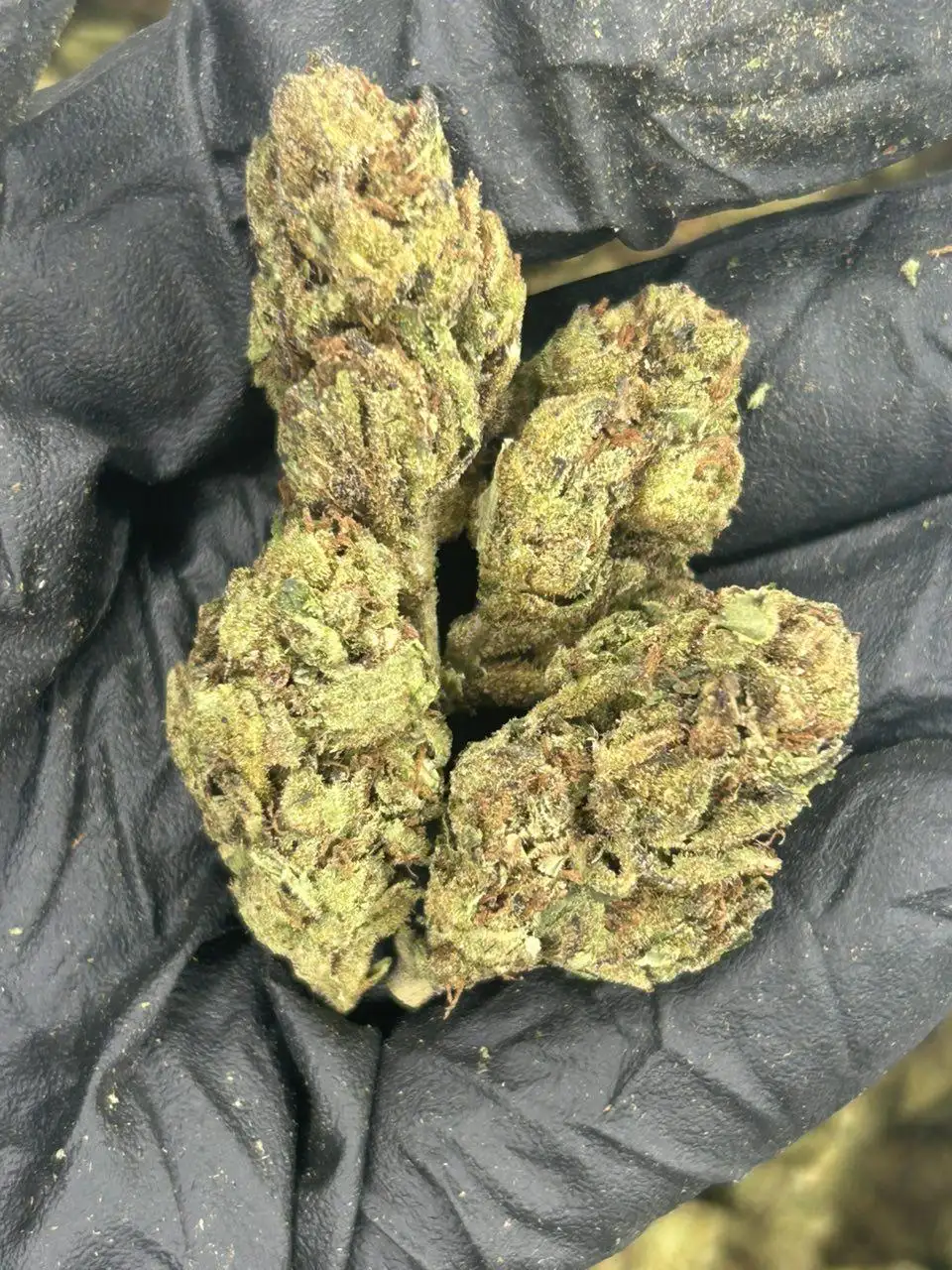 LCG D THCa Flower