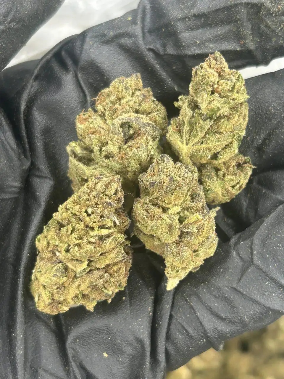 Spritzer THCa Flower