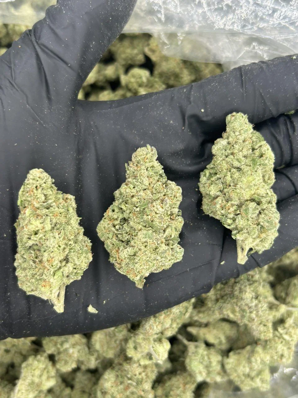 Gushers