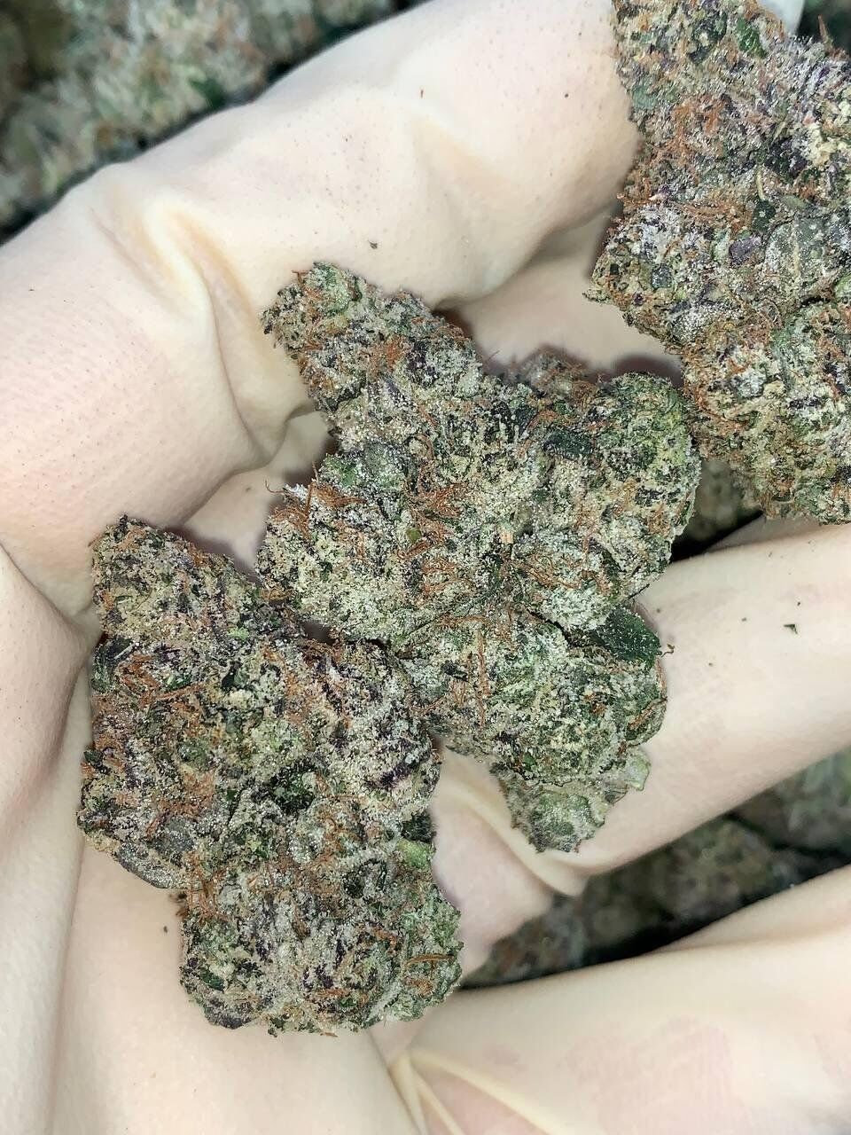 Cherries & Cream