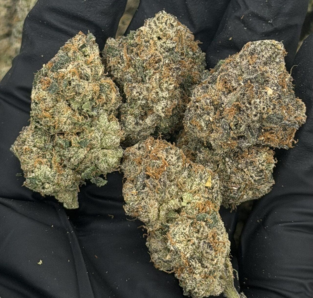 White Cherry Gelato