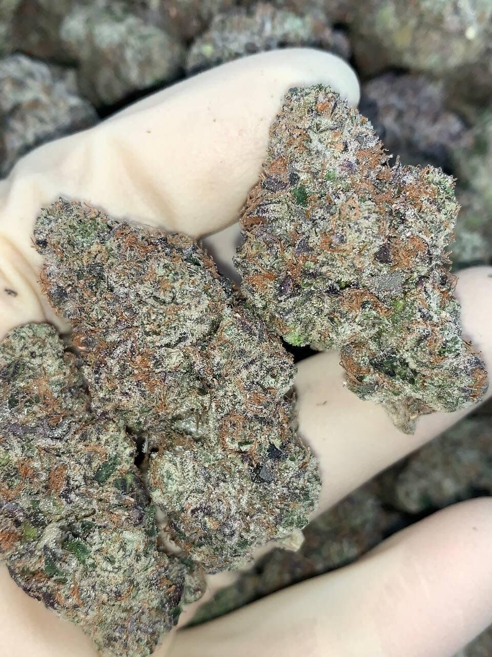 10th Street Blue Nerds