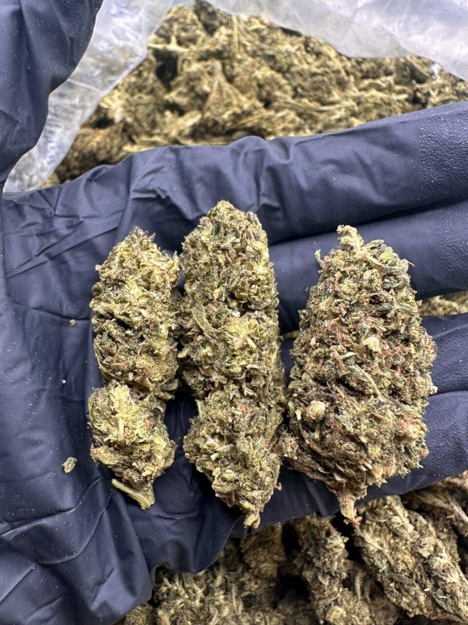 Purple Punch