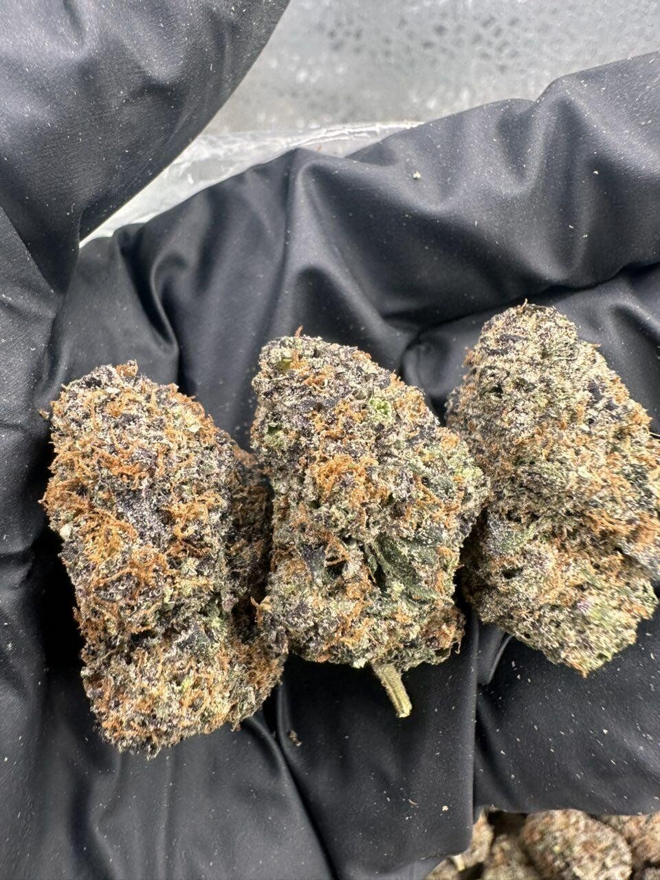 Tropicana Gelato