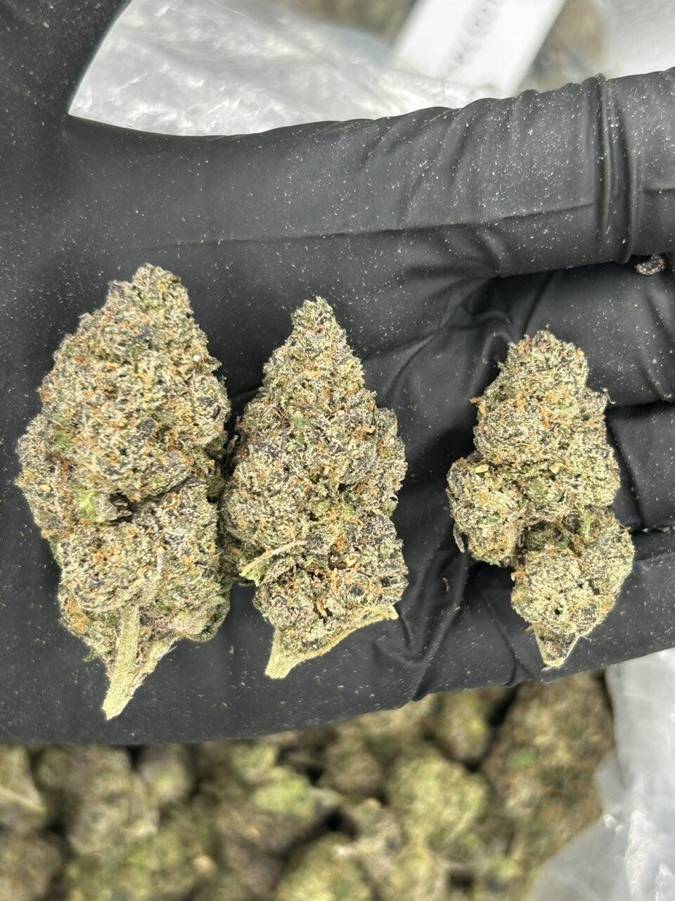 Magic Gumbo THCa Flower - Image 2