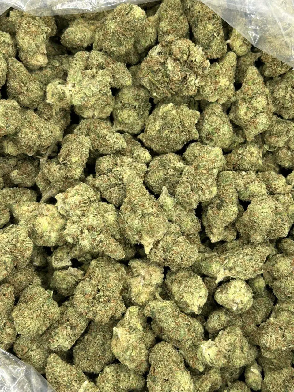 Jack Herer - Image 2