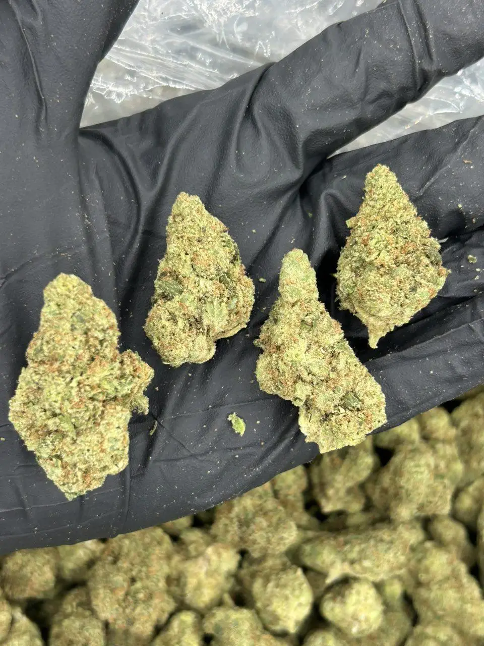 Jack Herer