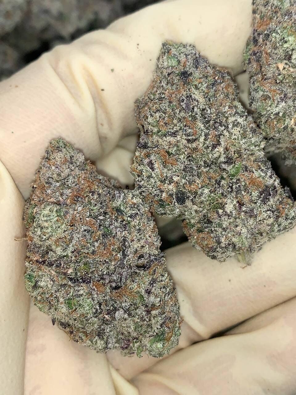 Elite Bubblegum