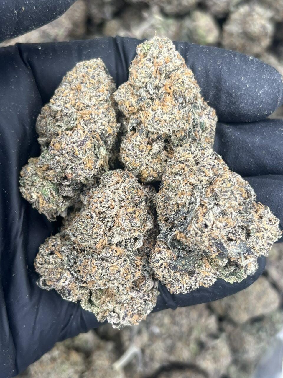 Candy Z Inferno THCa Flower - Image 2