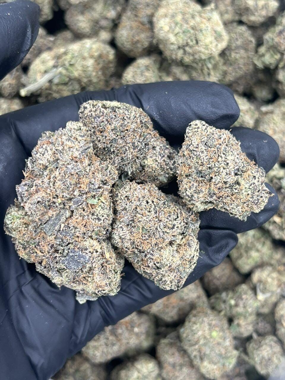 Gumbalatto THCa Flower - Image 2