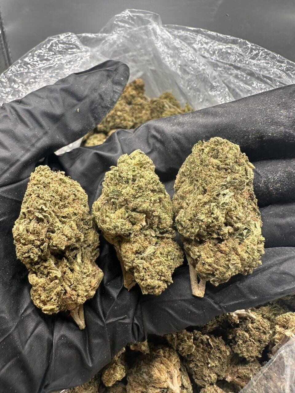 Cheetah Piss THCa Flower