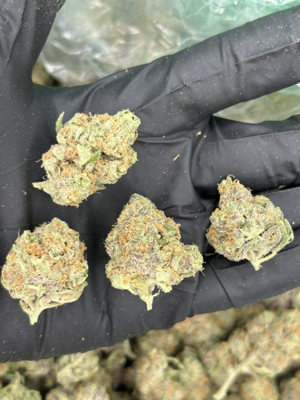 5G Blue Dream